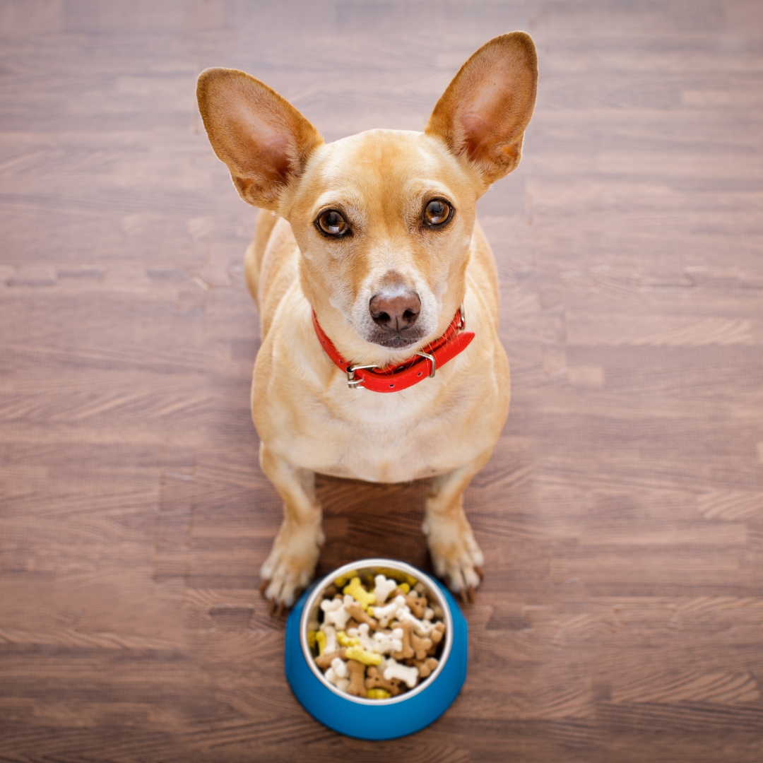 Dog biscuits