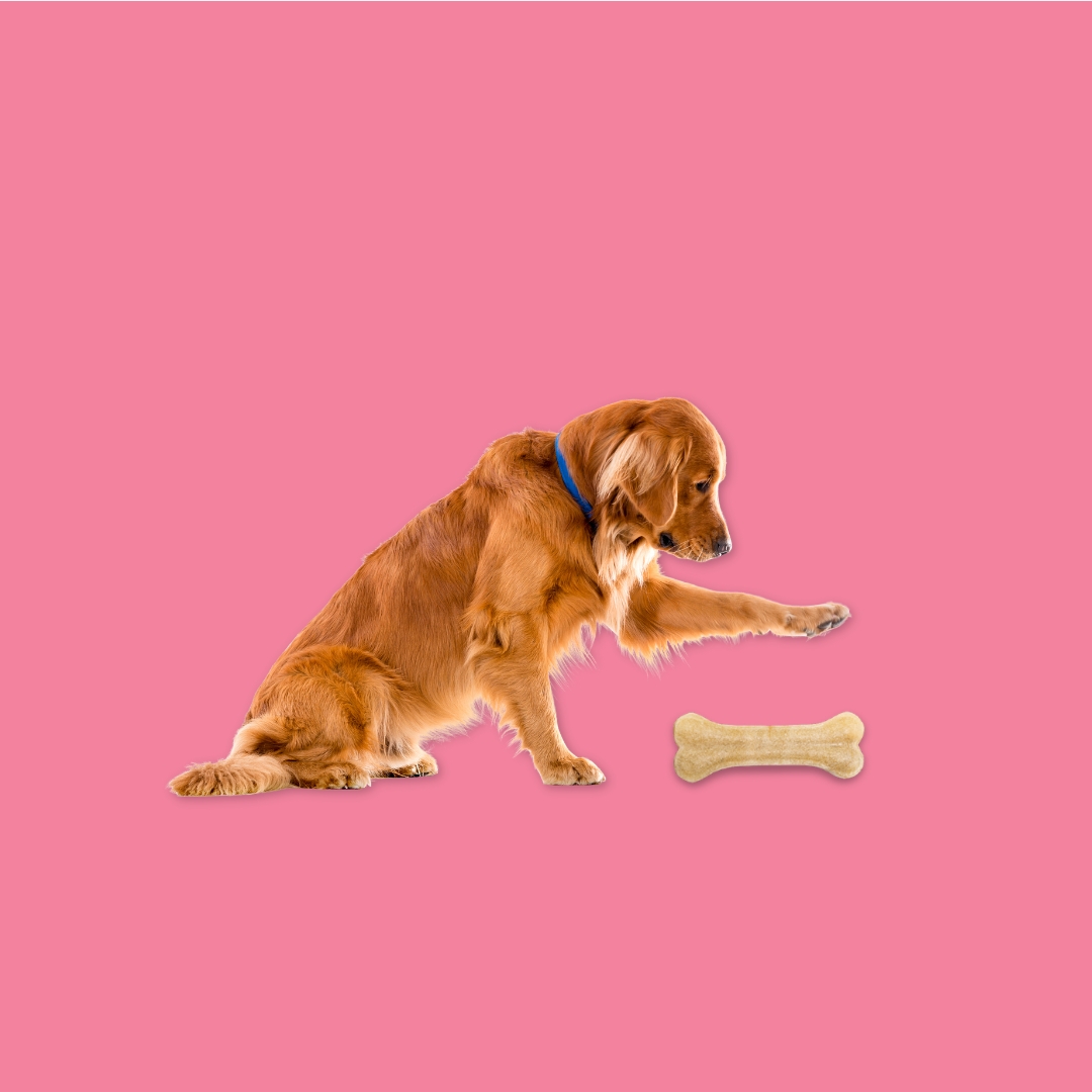 Dog Bones