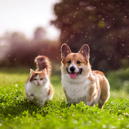 Essential Rainy Season Pet Care Tips to Keep Your Furry Friend Healthy and Happy